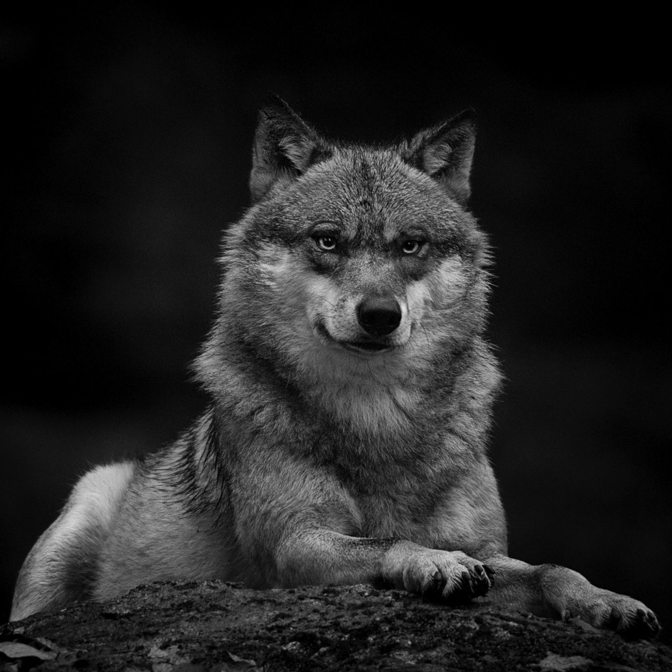 Ein grauer Wolf sitzt ruhig mit aufmerksamem Blick auf einem Stein.A gray wolf sits quietly on a stone with an attentive gaze.
