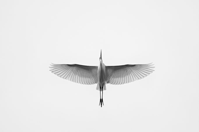 Ein Silberreiher fliegt mit ausgebreiteten Flügeln gegen einen grauen Himmel.A great egret flies with outstretched wings against a gray sky.