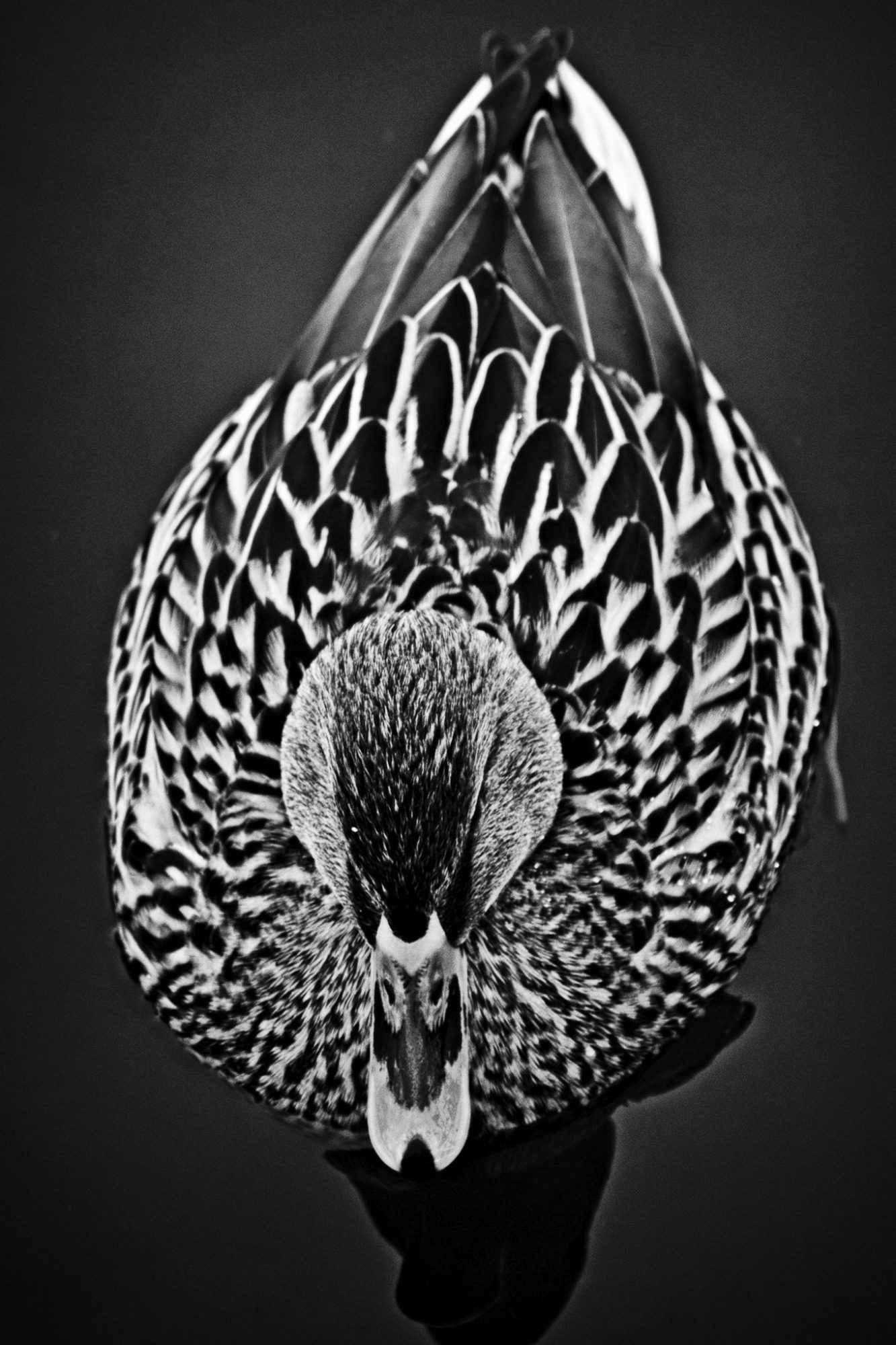 Nahaufnahme einer Ente mit detailliertem Gefieder auf dunklem Hintergrund.Close-up of a duck with detailed plumage on a dark background.