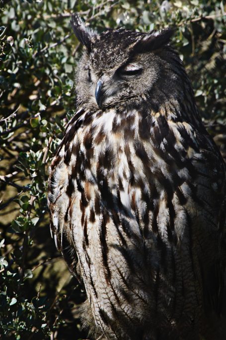 Ein Uhu mit gefiedertem Körper, schützendem Gefieder und geschlossenen Augen.An eagle owl with a feathered body, protective plumage.