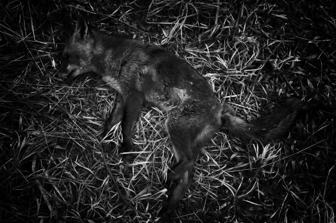Ein in Schwarz-Weiß gehaltenes Bild eines toten Fuchs auf trockenem Gras.A black and white picture of a dead fox on dry grass.