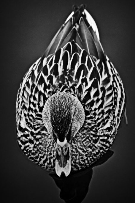 Eine schwarze und weiße Ente mit auffälligem Gefieder im Wasser.A black and white duck with striking plumage in the water.