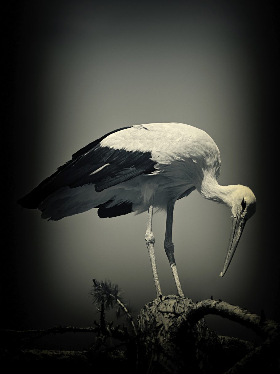 Fine Art Wildlife Photography by Heinz Effner