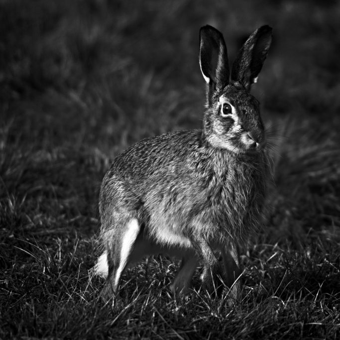 Ein Hase steht auf einer Wiese im Schwarz-Weiß, mit aufgestellten Ohren.A hare stands on a meadow in black and white with its ears up.