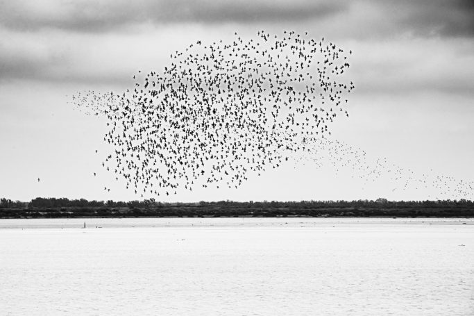 Regenpfeiferartige formen einen wirbelnden Schwarm über einem ruhigen Gewässer.Charadriiforme birds form a swirling flock above calm waters.