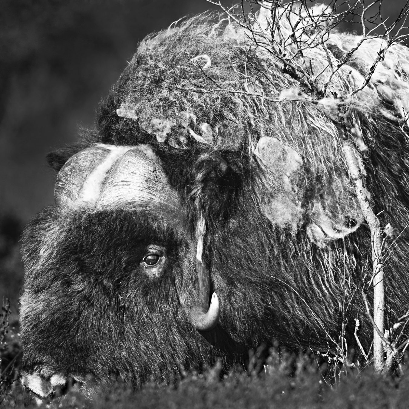 Ein Moschusochse mit dichten, grauen Haaren und charakteristischen Hörnern.A musk ox with thick, gray hair and characteristic horns.