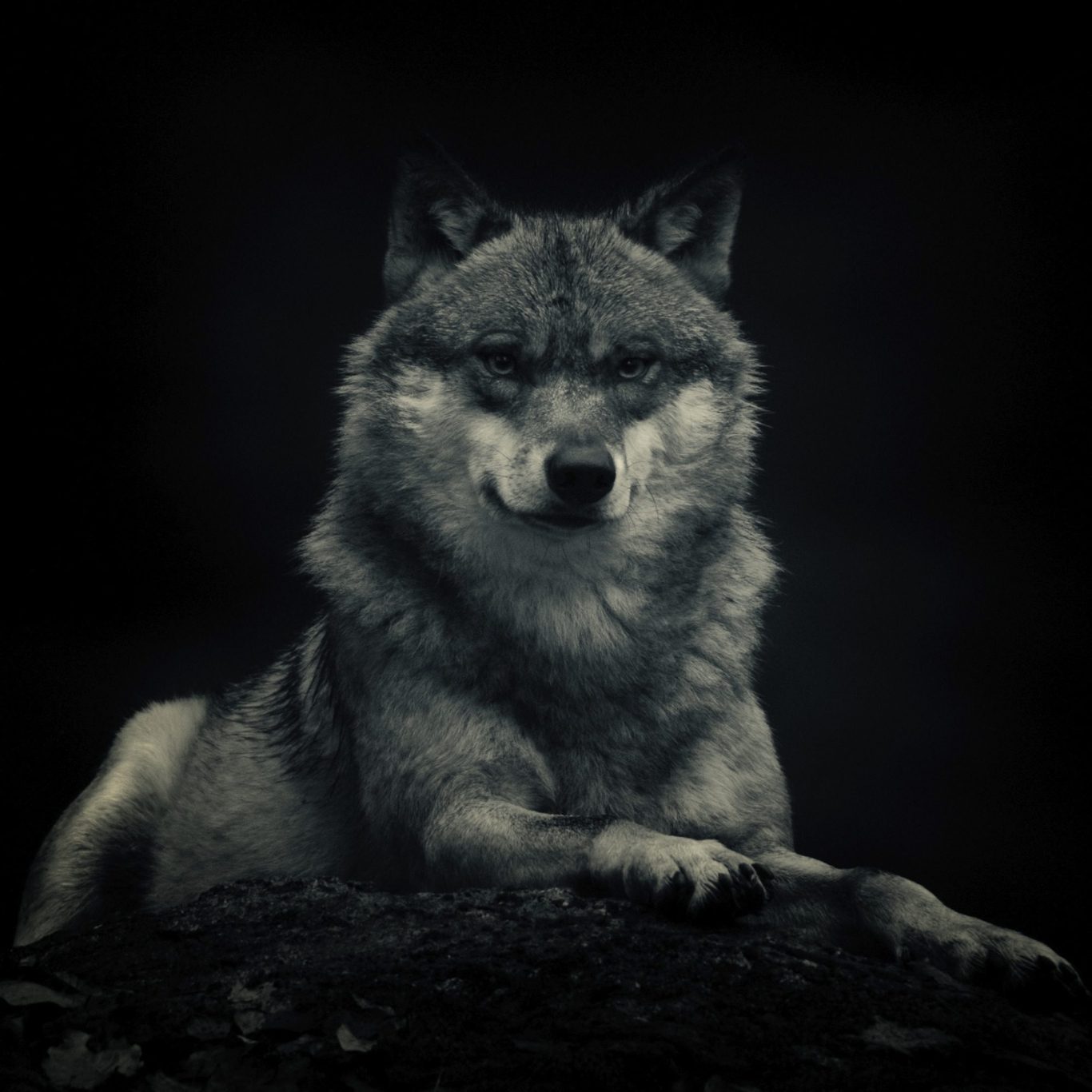 A wolf (Canis lupus) with intense eyes sits on a rock, format 1x1 in black and white. Eurasischer Wolf in Schwarzeiß.