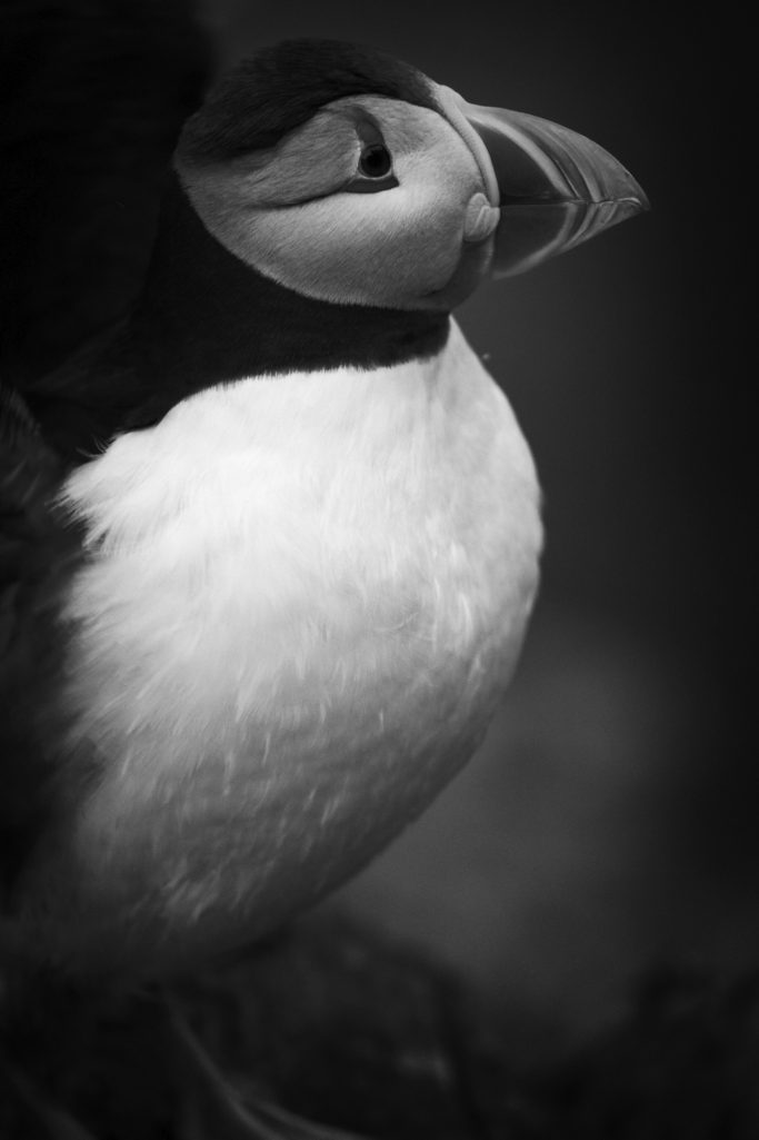 Papageitaucher in Schwarz-Weiß, mit dunklem Kopf und weißem Bauch.Puffin in black and white, with dark head and white belly.