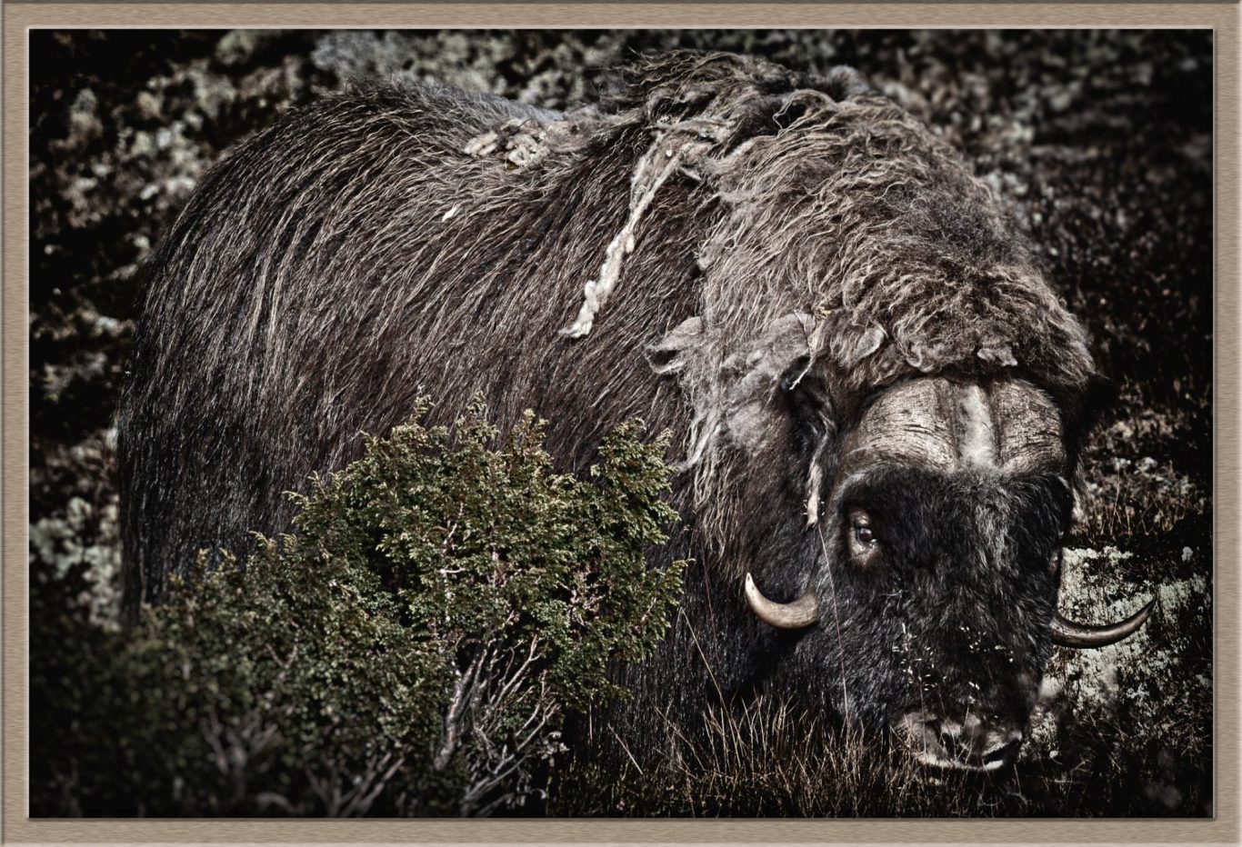 Musk ox (Ovibos moschatus) Musk ox (Ovibos moschatus) fine art wildlife photography by heinz effner