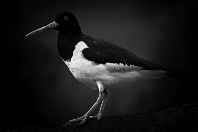 Schwarz-weißer Vogel (Austernfischer) mit langen Beinen und schnabel, auf einem Untergrund stehend.Black and white bird (oystercatcher) with