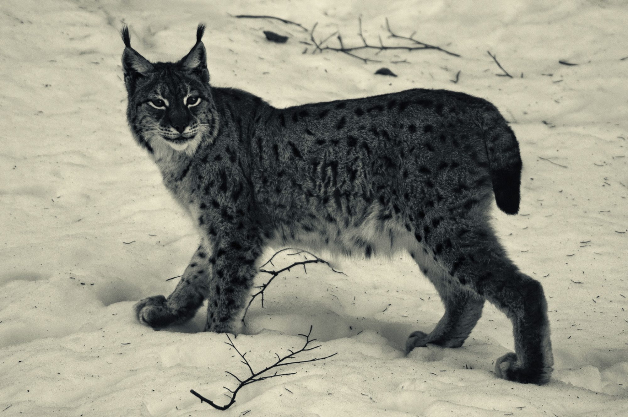 black and white portrait of a lynx with calm dominant presence, fine art wildlife photography