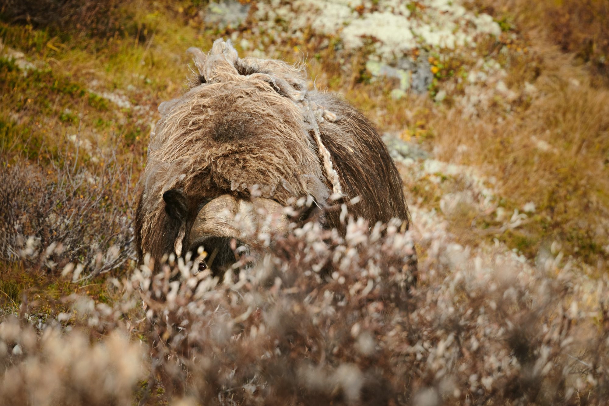 Fine Art,
Wildlife Photography, Wildtierfotografie, Limitierte Editionen, limited edition, Künstlerische Fotografie, Galerie, Photo Gallery