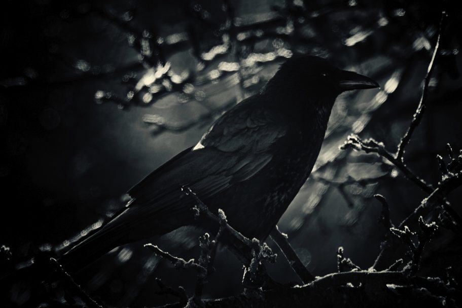 Fine Art Wildlife Photography by Heinz Effner