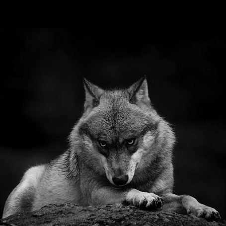 Ein grauer Wolf mit intensivem Blick sitzt auf einem Felsen vor dunklem Hintergrund.A gray wolf with an intense gaze sits on a rock.