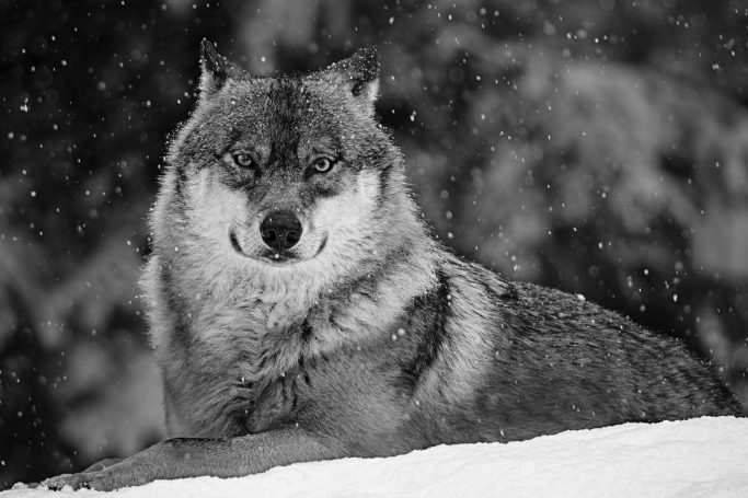 Eurasischer Wolf sitzt im Schnee, umgeben von Schneeflocken.Eurasian wolf sitting in the snow, surrounded by snowflakes.