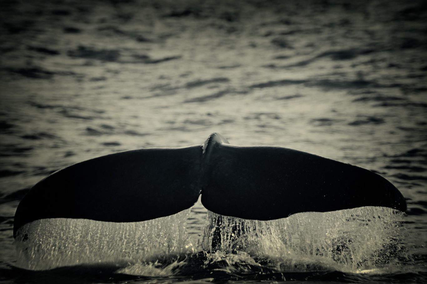 Fine Art Wildlife Photography by Heinz Effner