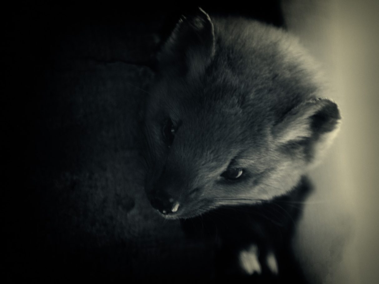 Fine Art Wildlife Photography by Heinz Effner