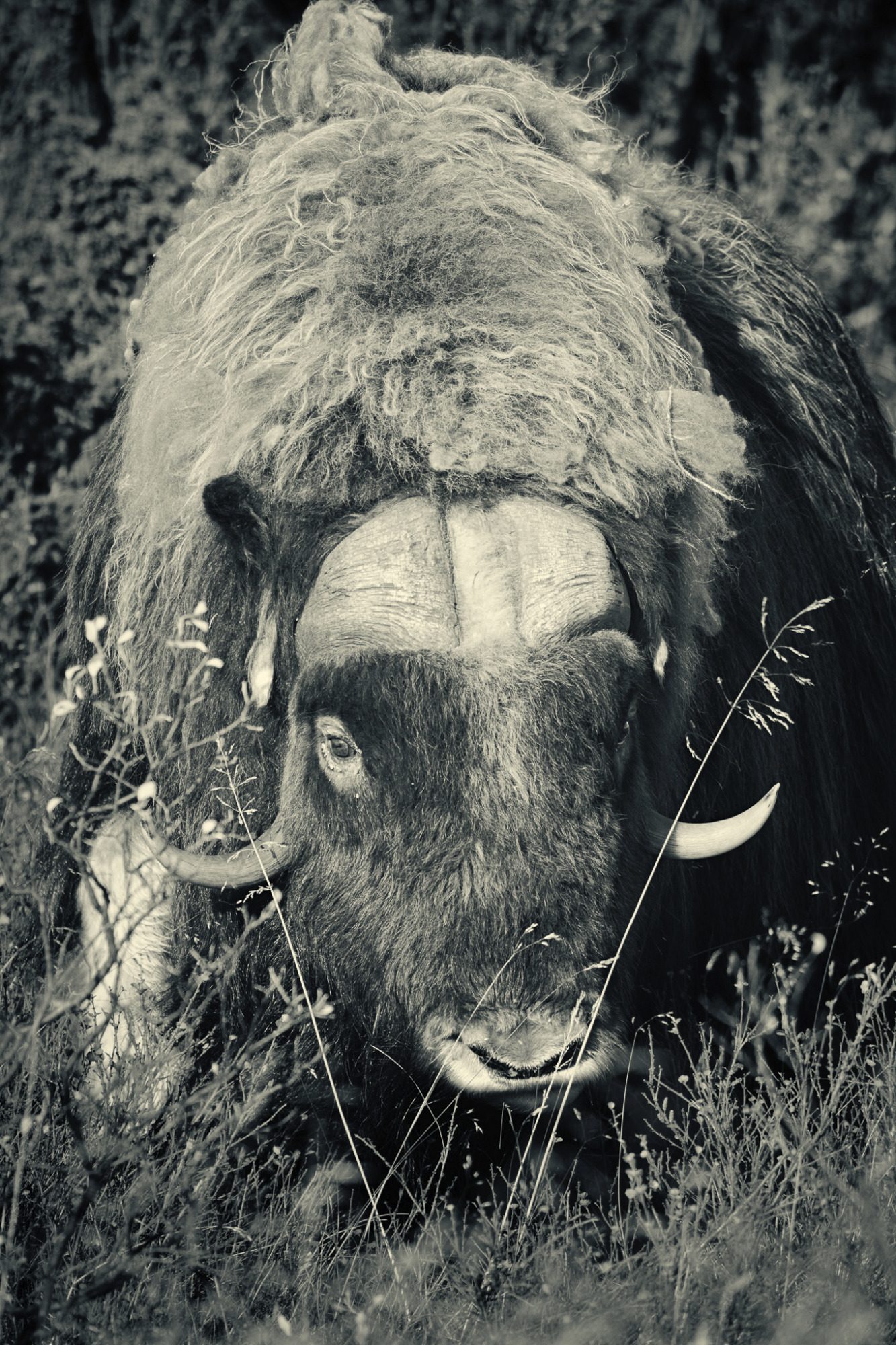 Fine Art,
Wildlife Photography, Wildtierfotografie, Limitierte Editionen, limited edition, Künstlerische Fotografie, Galerie, Photo Gallery