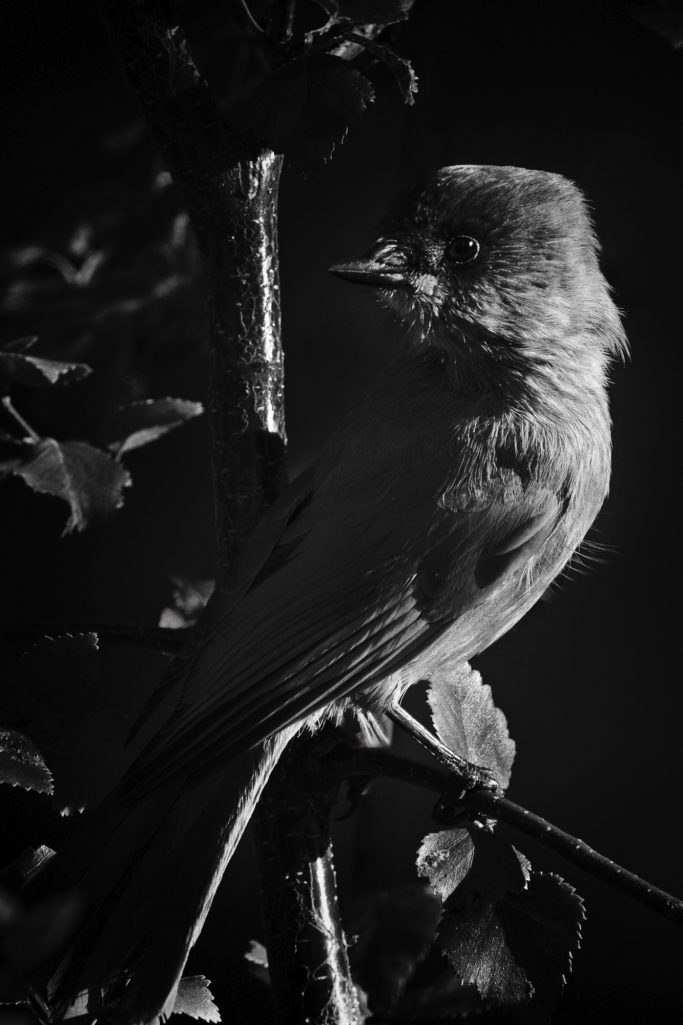Ein Unglückshäher sitzt auf einem Ast, umgeben von Blättern, in Schwarz-Weiß.An unlucky jay sits on a branch, surrounded by leaves, in black