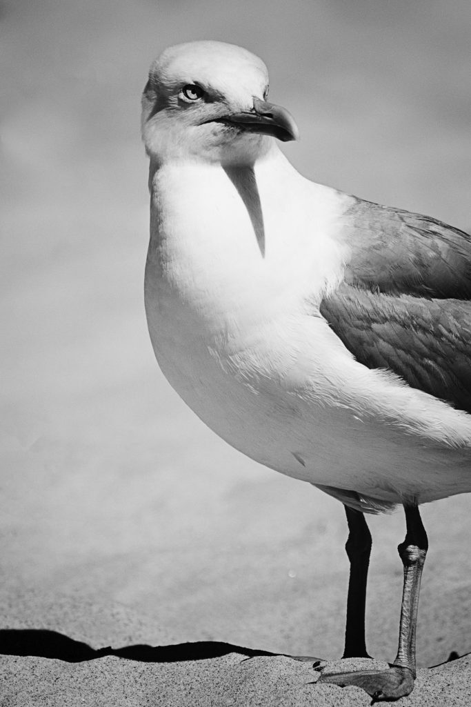 Eine Möwe mit grauen Flügeln und weißem Körper steht im Sand.A seagull with gray wings and a white body stands in the sand.