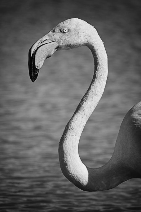 Rosa Flamingo mit langem Hals, halb im Wasser stehend. Pink flamingo with a long neck, half standing in the water.