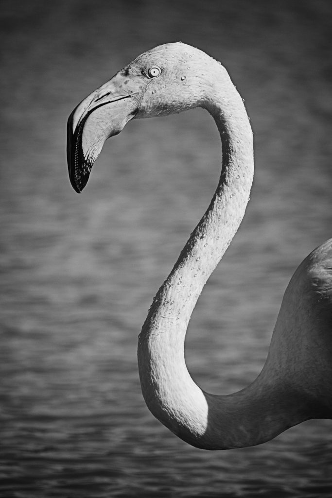 Rosa Flamingo mit langem Hals, halb im Wasser stehend. Pink flamingo with a long neck, half standing in the water.
