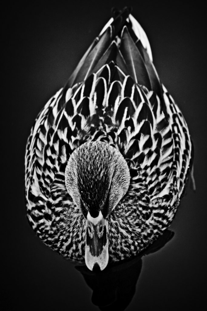 Eine schwarze und weiße Ente mit auffälligem Gefieder im Wasser.A black and white duck with striking plumage in the water.