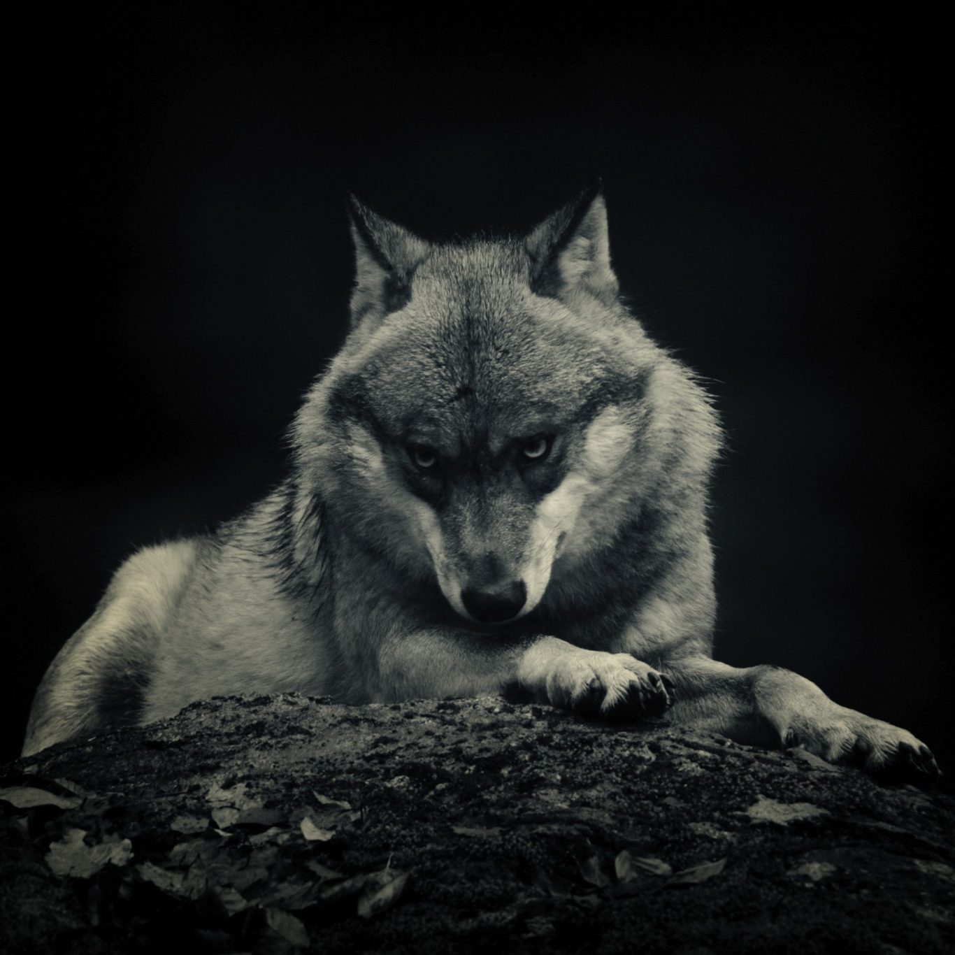 A wolf (Canis lupus) with intense eyes sits on a rock, format 1x1 in black and white. Eurasischer Wolf in Schwarzeiß.