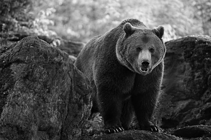 Braunbär steht majestätisch auf einem Felsen in einer schwarz-weißen Szenerie.A brown bear stands majestically on a rock in a black-and-whit