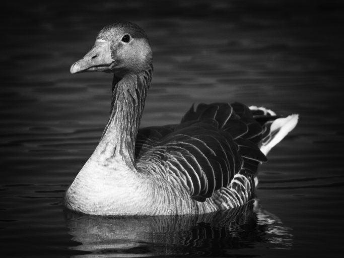 Graue Gans schwimmend auf ruhigem Wasser in Schwarz-Weiß.Gray goose swimming on calm water in black and white.
