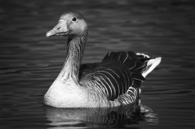 Graue Gans schwimmend auf ruhigem Wasser in Schwarz-Weiß.Gray goose swimming on calm water in black and white.