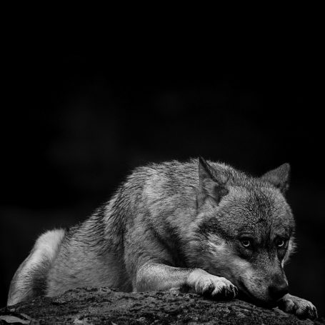 Grauer Wolf liegt entspannt auf einem Stein, mit düsterem Hintergrund.Gray wolf lying relaxed on a stone, with a gloomy background.