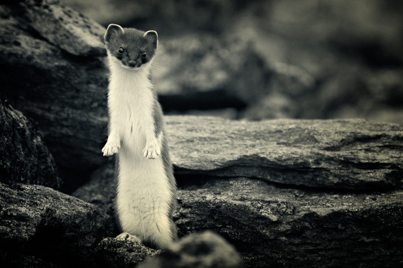Fine Art Wildlife Photography by Heinz Effner