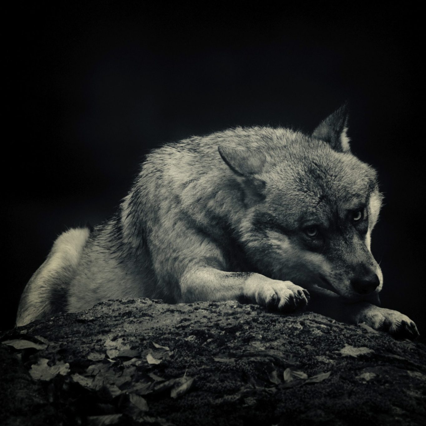 A wolf (Canis lupus) with intense eyes sits on a rock, format 1x1 in black and white. Eurasischer Wolf in Schwarzeiß.