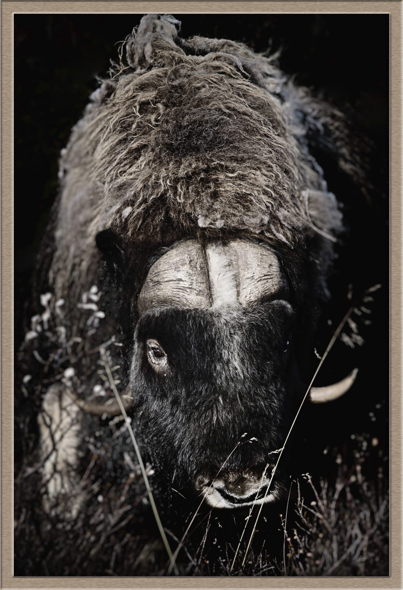 Musk ox (Ovibos moschatus) Musk ox (Ovibos moschatus) fine art wildlife photography by heinz effner