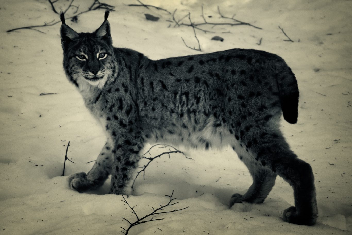 Fine Art Wildlife Photography by Heinz Effner