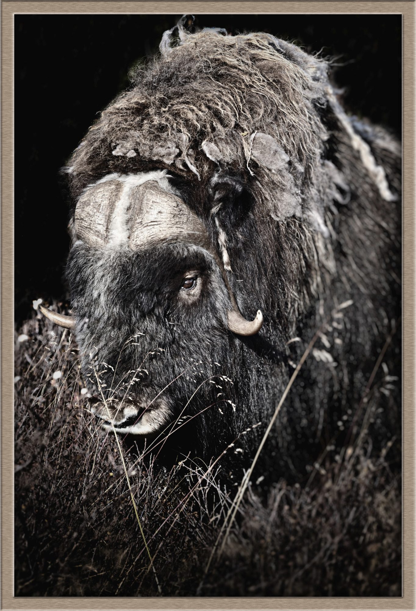 Musk ox (Ovibos moschatus) Musk ox (Ovibos moschatus) fine art wildlife photography by heinz effner