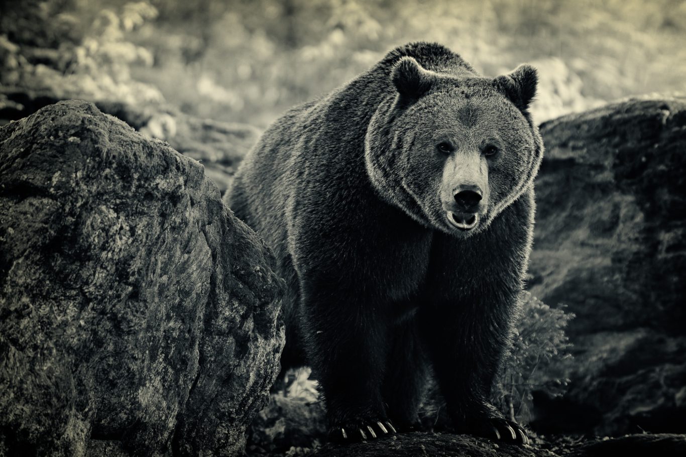 Fine Art Wildlife Photography by Heinz Effner