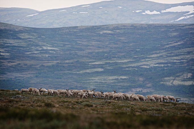 Wilde Rentiere weidet auf einer weitläufigen Landschaft im Gebirge.Wild reindeer grazing on a vast landscape in the mountains.