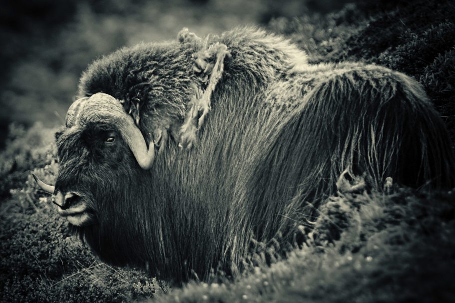 Fine Art Wildlife Photography by Heinz Effner