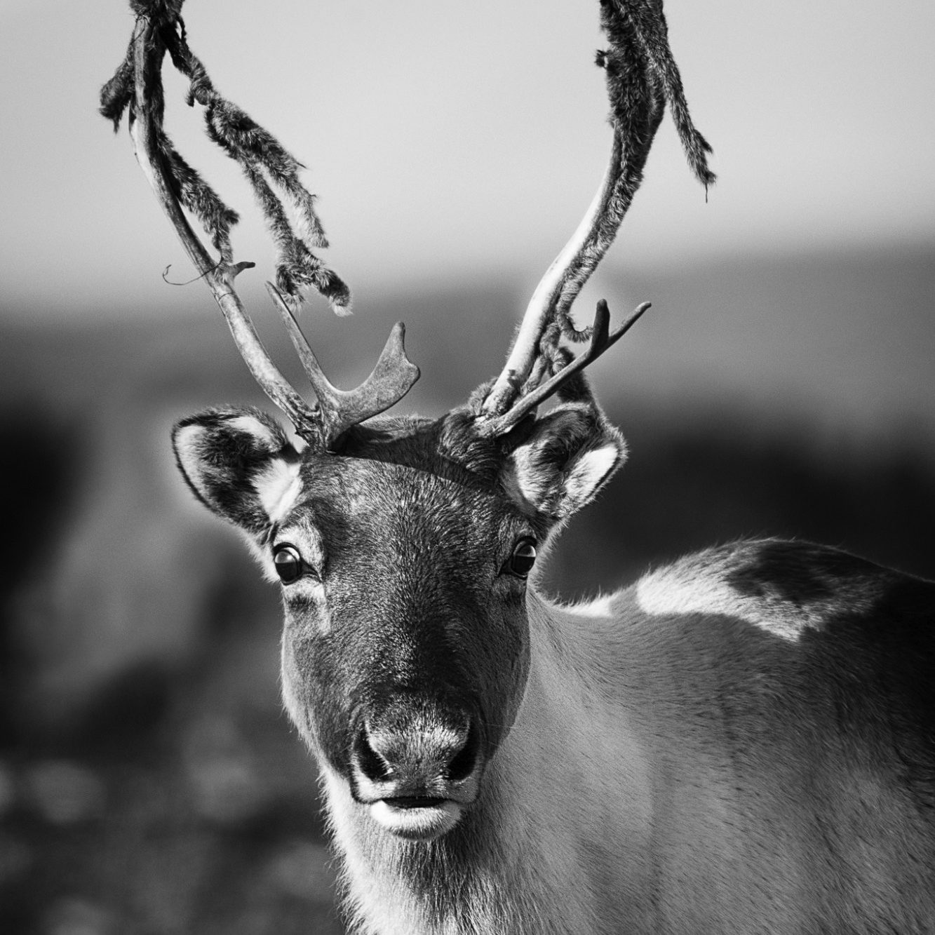 Rentier in der Tundra mit charakteristischen Geweihen in Schwarz-Weiß.Reindeer in the tundra with characteristic antlers in black and white.