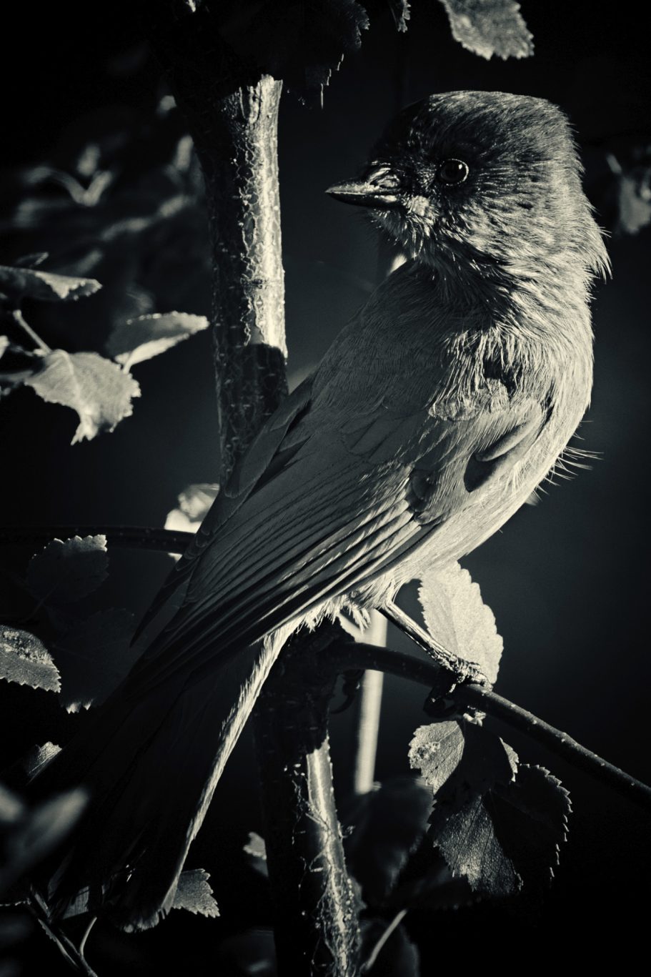 Fine Art Wildlife Photography by Heinz Effner