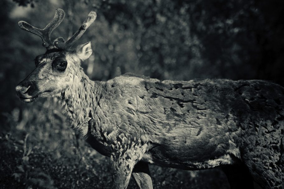 Fine Art Wildlife Photography by Heinz Effner