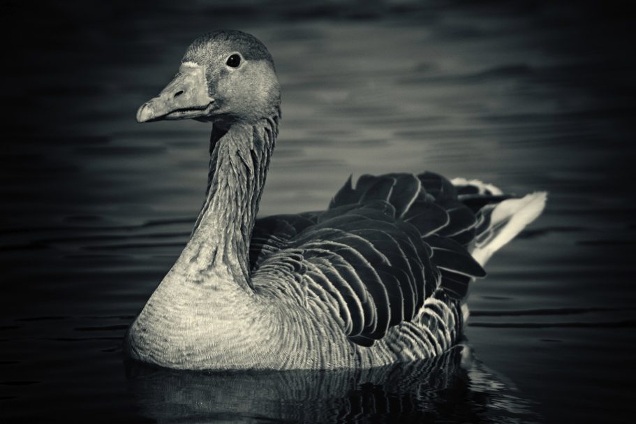 Fine Art Wildlife Photography by Heinz Effner