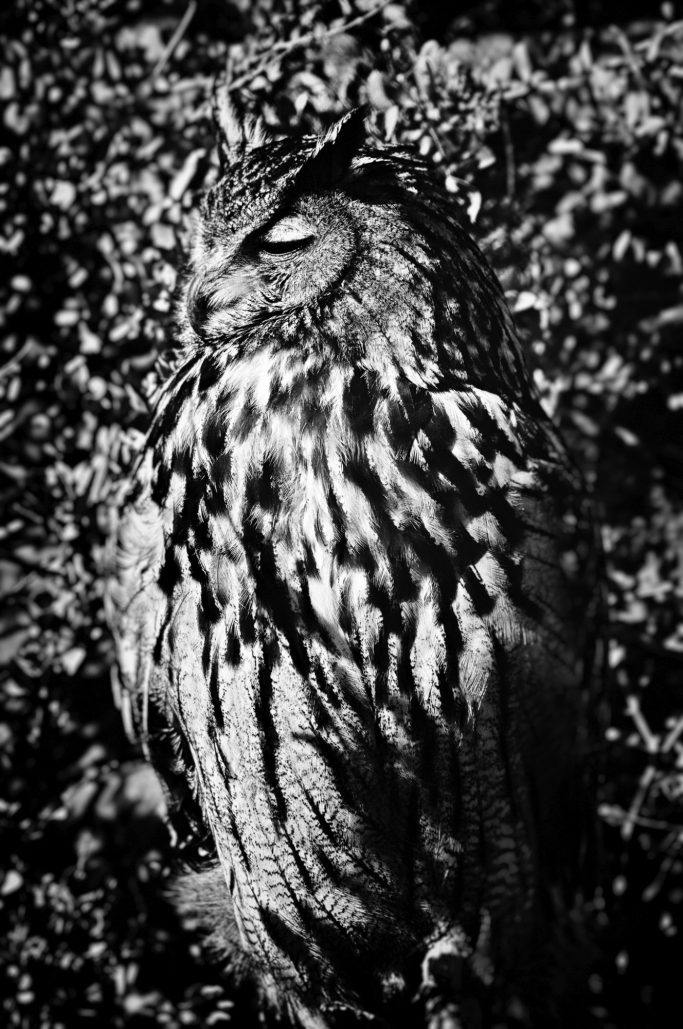 Uhu mit detailliertem Gefieder, im Schatten stehend, blickt zur Seite.Eagle owl with detailed plumage, standing in the shade, looking to th