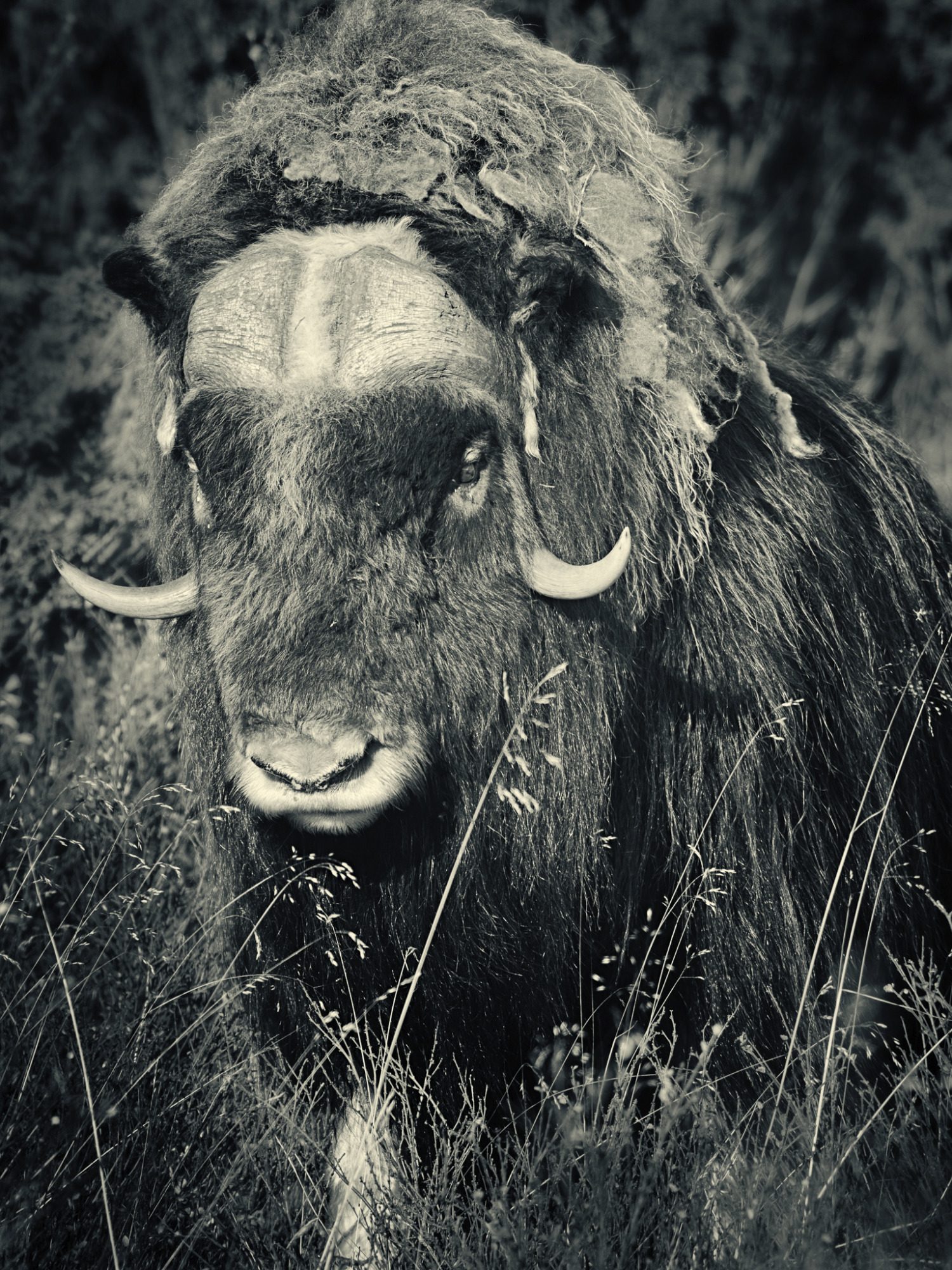 Fine Art,
Wildlife Photography, Wildtierfotografie, Limitierte Editionen, limited edition, Künstlerische Fotografie, Galerie, Photo Gallery