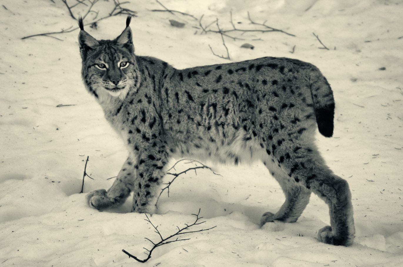 Fine Art Wildlife Photography by Heinz Effner