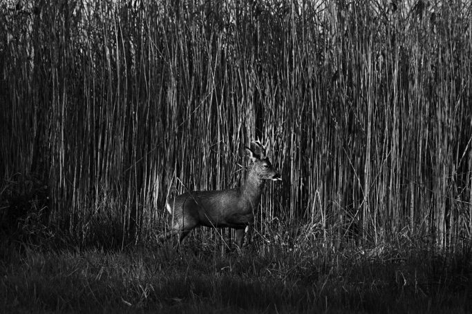Ein Reh steht vor einem hohen, dichten Schilfbestand in der Dämmerung.A deer stands in front of a tall, dense stand of reeds at dusk.