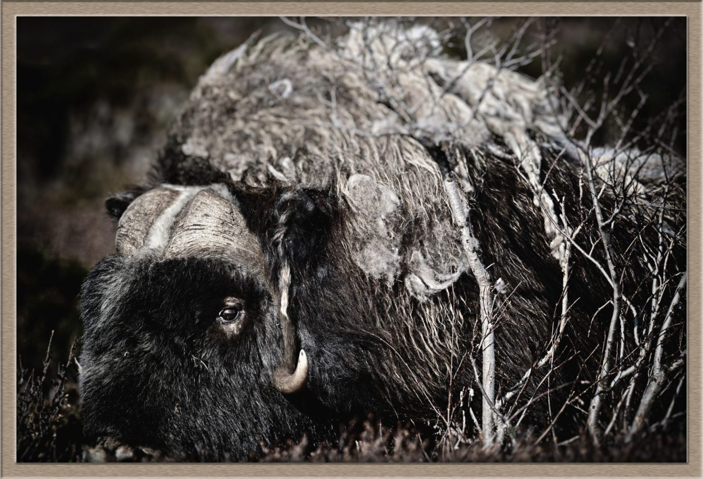 Musk ox (Ovibos moschatus) Musk ox (Ovibos moschatus) fine art wildlife photography by heinz effner