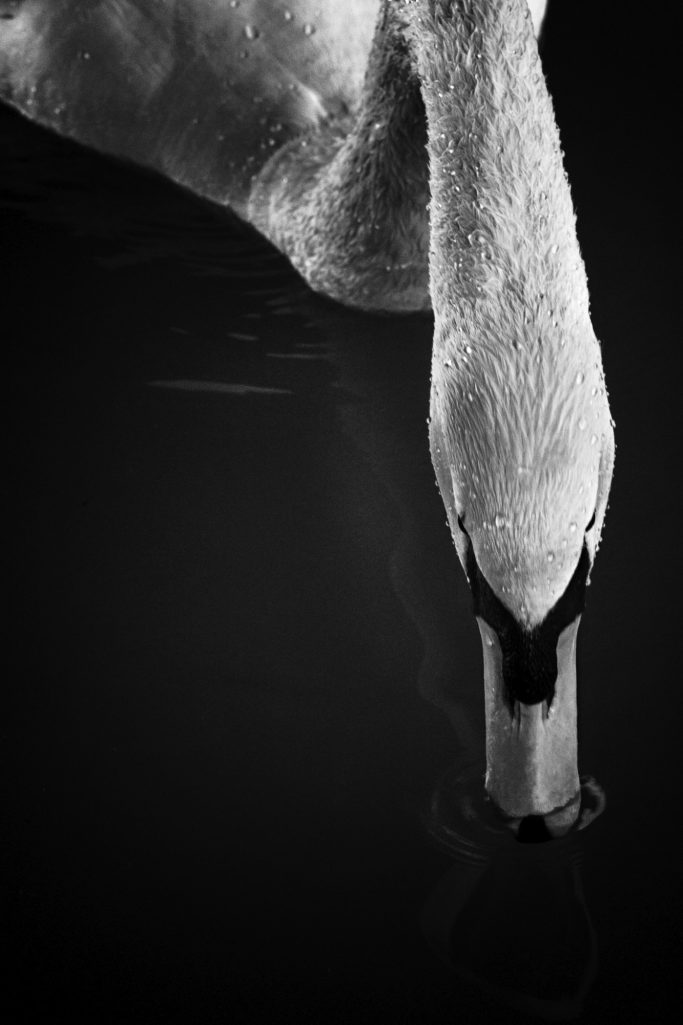 Schwan taucht seinen Kopf ins Wasser, das Wasser spiegelt seine Form wider.Swan dips its head into the water, the water reflects its shape.
